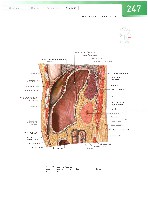 Sobotta  Atlas of Human Anatomy  Trunk, Viscera,Lower Limb Volume2 2006, page 254